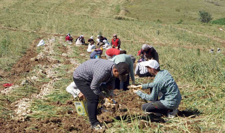 Kastamonuda kene vakalarında hasat artışı