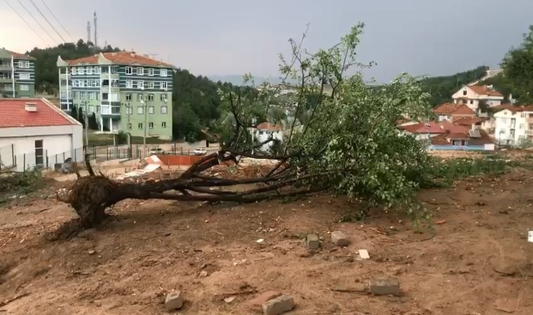 Kastamonuda şiddetli rüzgar ağacı kökünden söktü