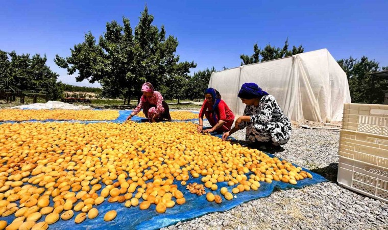 Kayısıda hasat dönemi