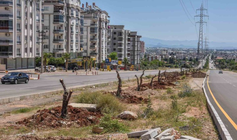 Kepez kocaman bir zeytin bahçesi oluyor