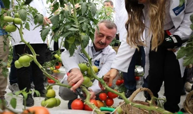 Kocaeli’de topraksız tarım çalışmasında olumlu sonuç alındı