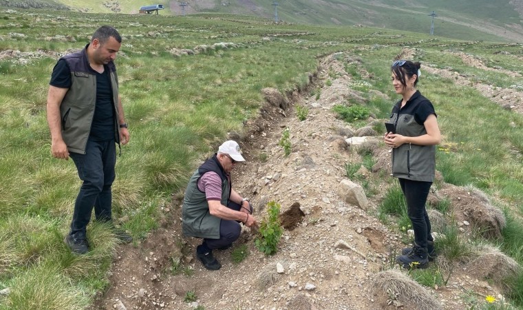 Konaklıya 43 bin ağaç dikildi