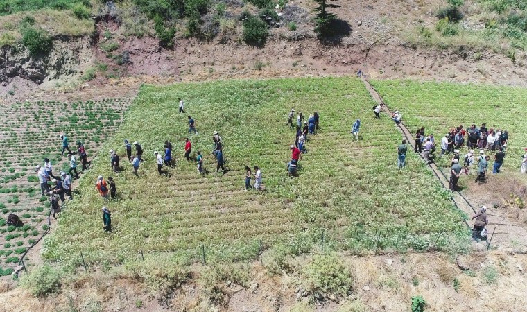 Konyaaltında kekik ve adaçayı hasatı başladı