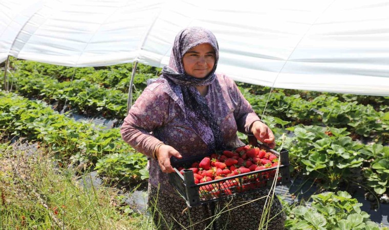 Köyceğiz yaylasından zincir market raflarına