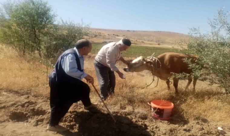 Kurban Bayramında kesilmemek için kaçan inek, 22 gün sonra ortaya çıktı