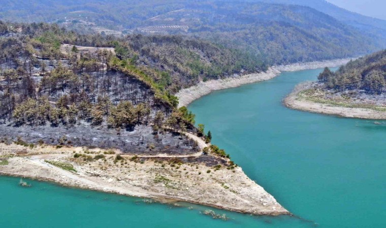 Manavgat orman yangınında zarar gören bölgelere 5 milyon fidan ekildi, 153 ton tohum toprakla buluşturuldu