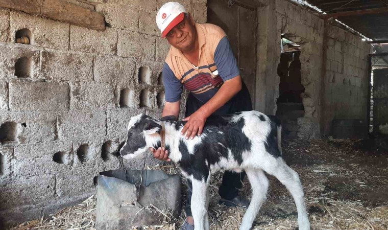 Manda yavrusu, siyah beyaz renklerle doğdu