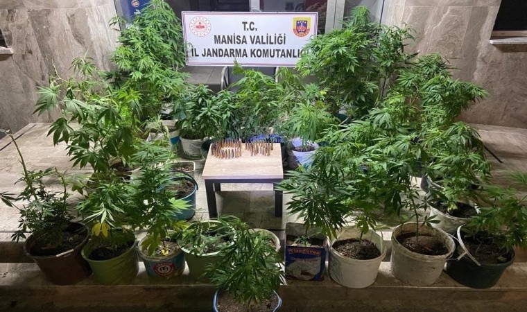 Manisada 148 kök kenevir ele geçirildi