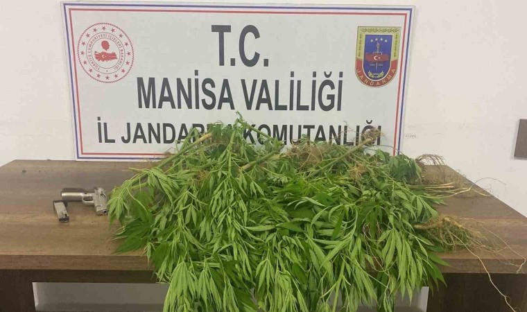 Manisada jandarmadan uyuşturucu operasyonu: 3 gözaltı