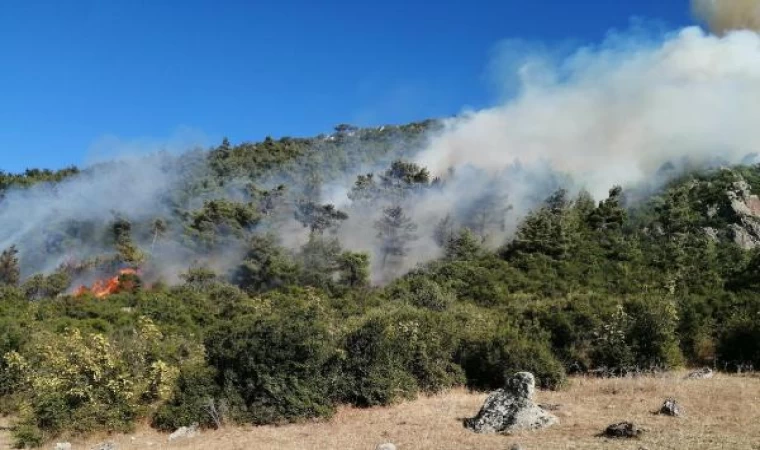 Manisa’da orman yangını