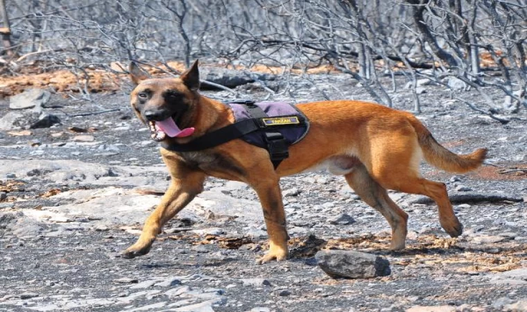 Manisa’daki orman yangında sabotaj olup olmadığını yangın köpeği  ’Tarzan’ çözecek