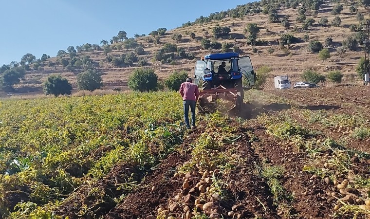 Mardinde 320 dönüm patates tarlasında günde 200-300 ton hasat yapılıyor