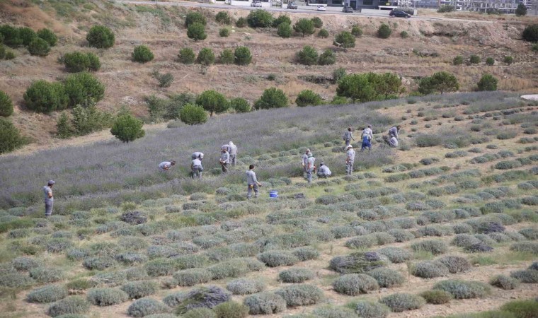 Merkezefendide lavanta hasadı başladı