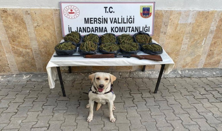 Mersinde operasyon: 24 kilo skunk ele geçirildi