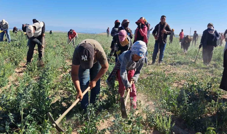 Mevsimlik işçilerin kavurucu sıcakta ekmek mücadelesi