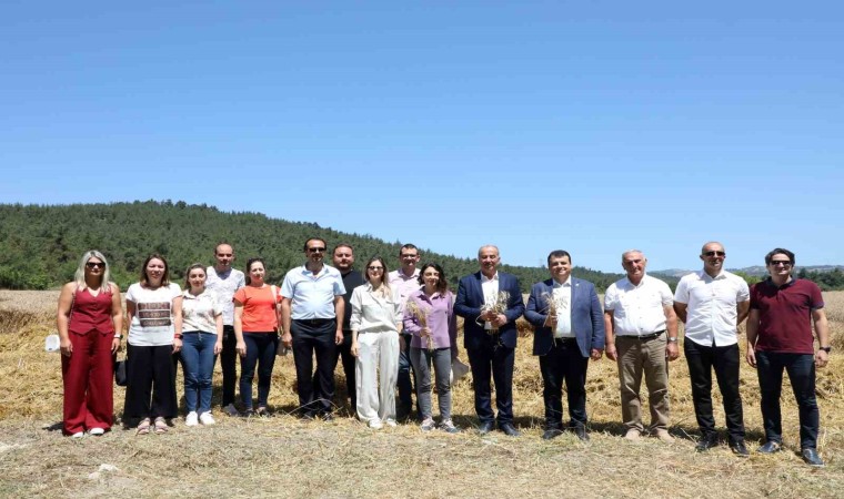 Mudanyada buğday hasadı zamanı