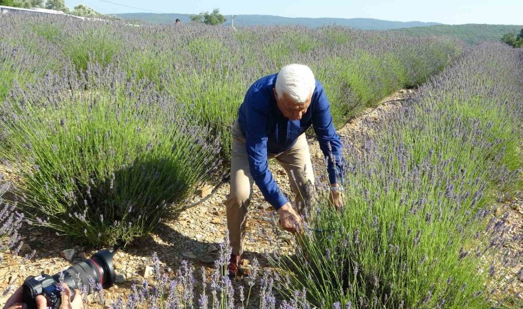 Muğla Büyükşehir Belediyesinden Lavanta hasat şenliği