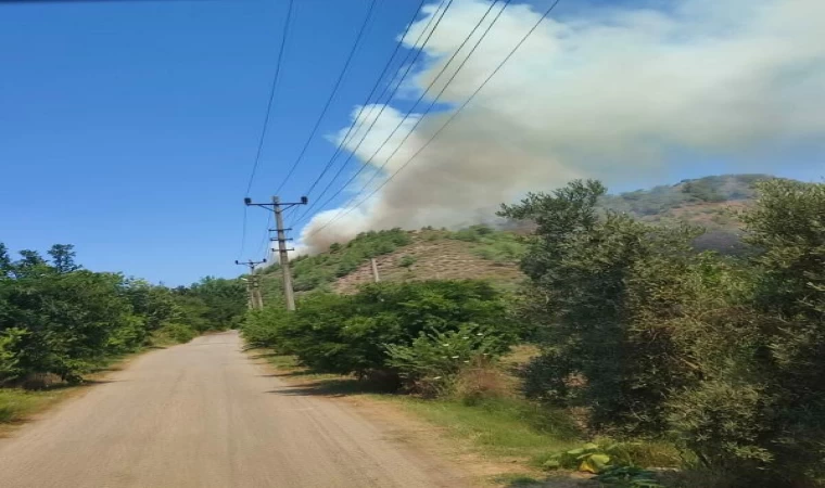 Muğla’da orman yangını