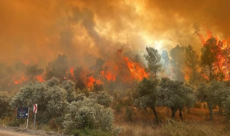 Muğla’da orman yangını