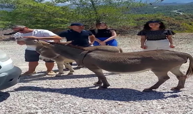 Muğla’da trafikte ’yaban eşeği’ tehlikesi