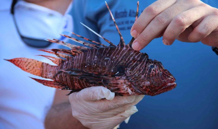 Mutfakların yeni lezzeti Aslan Balığı olacak