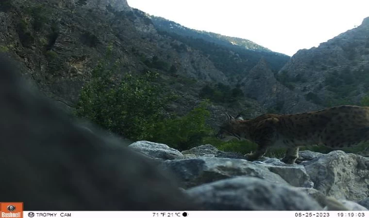 Niğde’de koruma altındaki vaşak fotokapanla görüntülendi