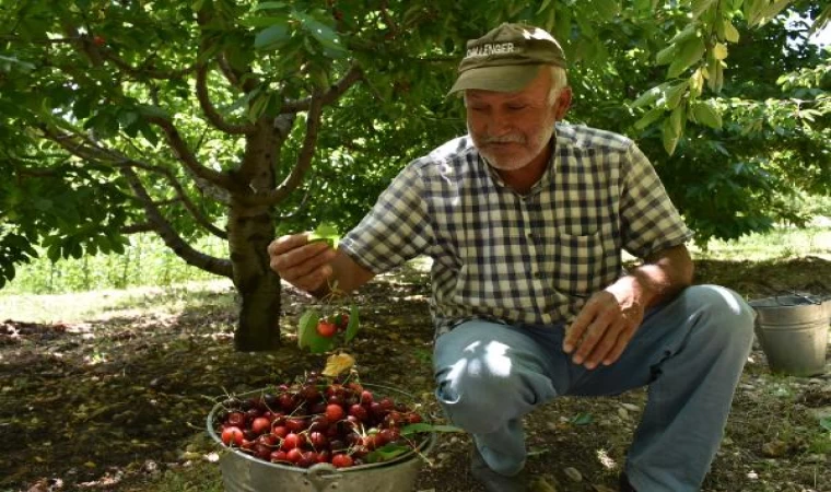 Niğde’nin ihraç edilen kirazının hasadı başladı