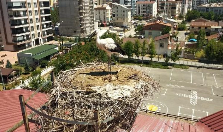 Okul müdürü yavru leyleği düştüğü yuvaya koydu