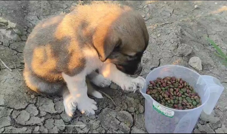 Öldürülen köpeğin yavruları bulundu