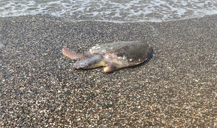 Ölü caretta caretta sahile vurdu