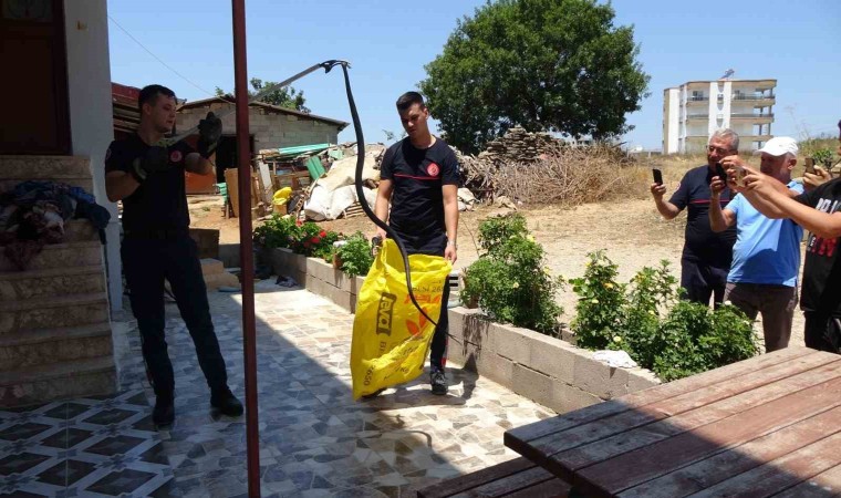 Ormanlar yanınca gölge alan bulamayan yılanlar yerleşim alanına indi