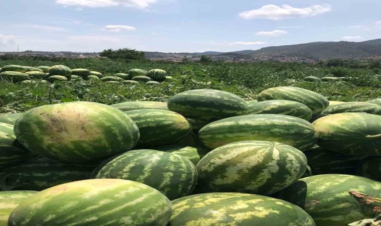 Osmaneli karpuzu hasat için gün sayıyor