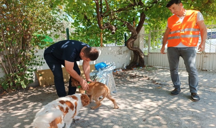 Osmaniyede, şiddete maruz kalan köpek sahiplendirildi