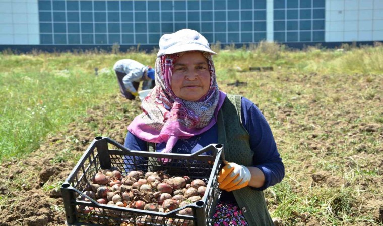 Osmanlı döneminde lale soğanı üretim merkezi olan Ladikte yumru hasadı