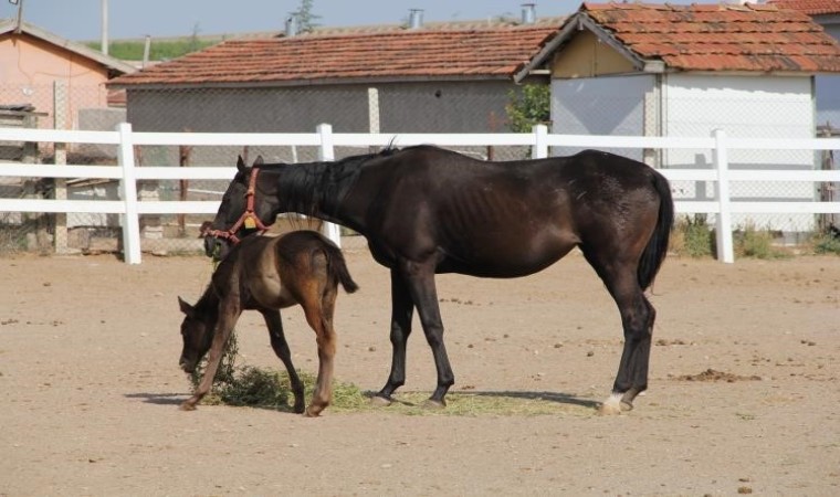 Osmanlının gözde taylarının yetiştiği Mahmudiye eski günlerini arıyor