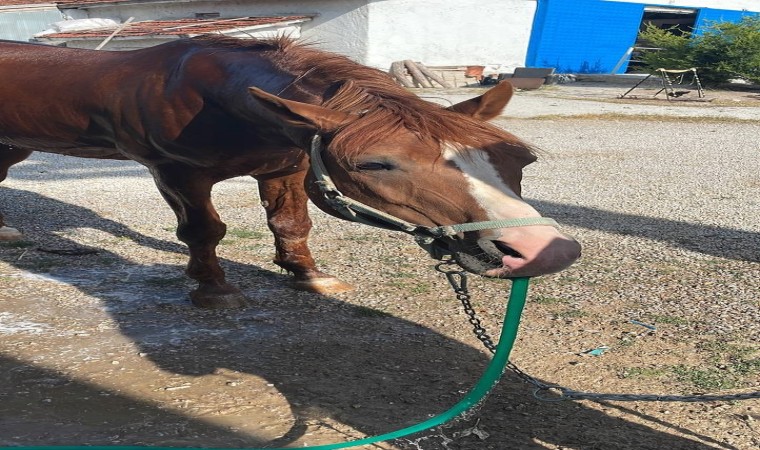 (ÖZEL) Bahçe hortumunu pipet gibi kullanarak su içen at