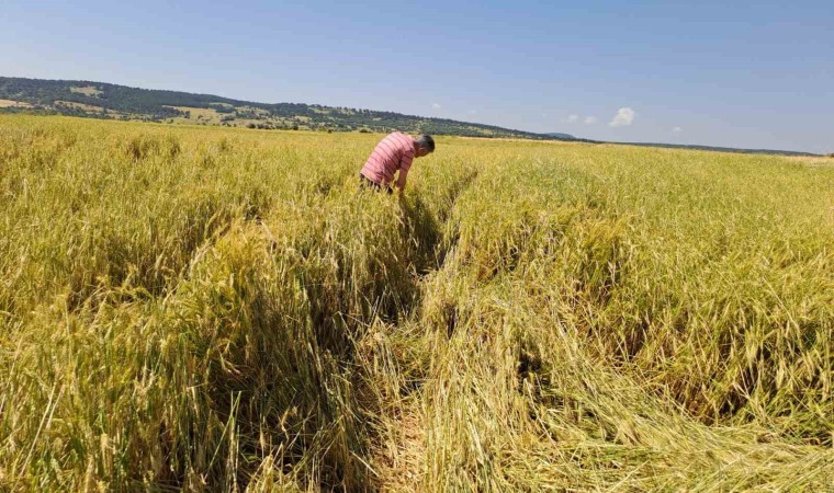 (ÖZEL) Dolu 25 bin dekar hububatı hasat edilmeyecek düzeye getirdi