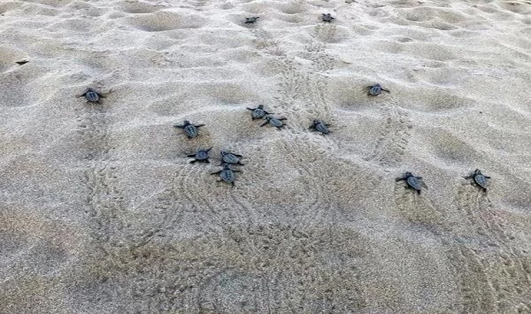 Patara’da yılın ilk yavru caretta carettaları denizle buluştu