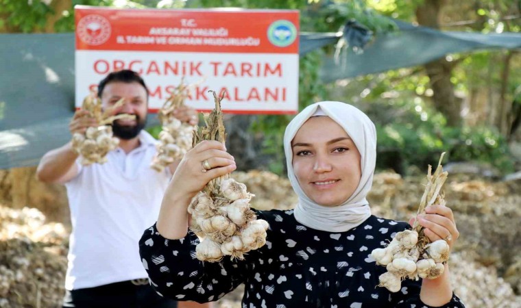 Rusya ve Almanyanın organik antibiyotiği Aksaraydan