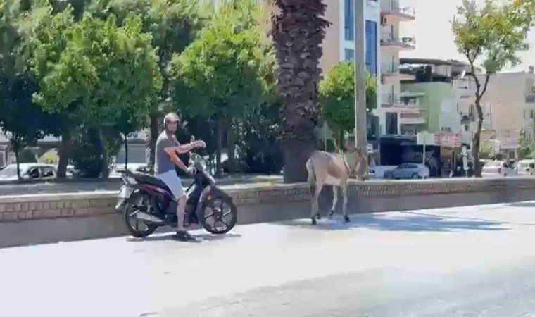 Sahipsiz eşek araç sürücülerine zor anlar yaşattı