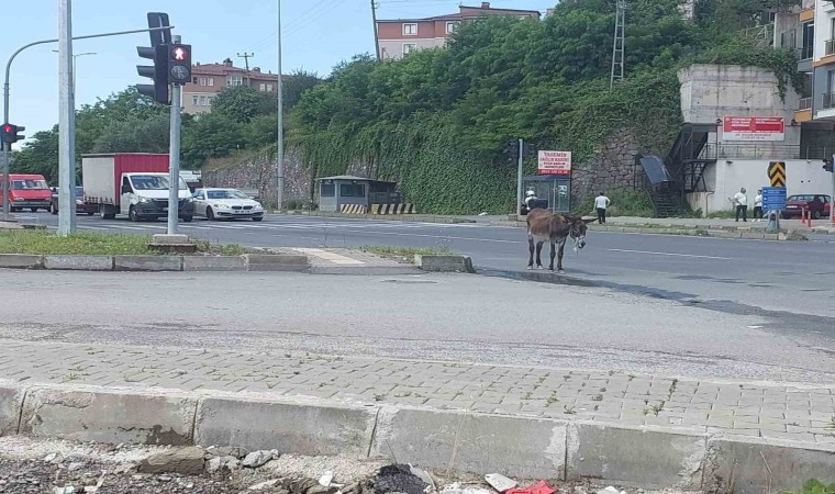 Sahipsiz eşek trafiği birbirine kattı