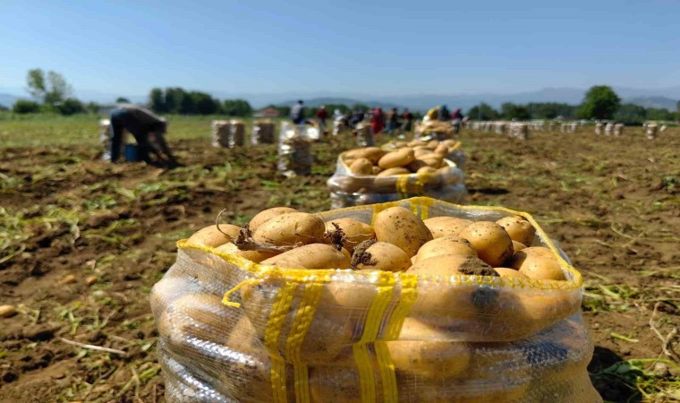 Sarı altın hasadı başladı; tarlada 13 liradan satılıyor