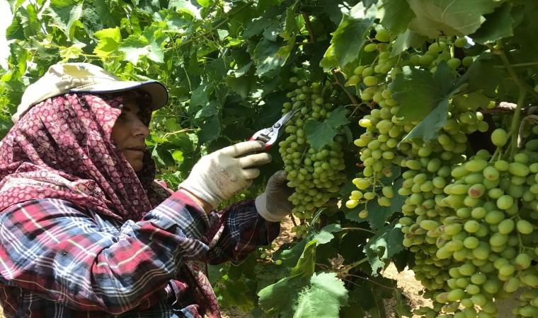 Sarıgölde doludan zarar gören üzüm salkımları ayıklanıyor