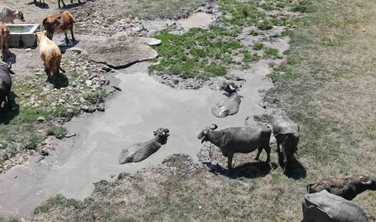 Sıcaktan en çok etkilenen onlar oldu, çareyi çamur banyosunda buldular