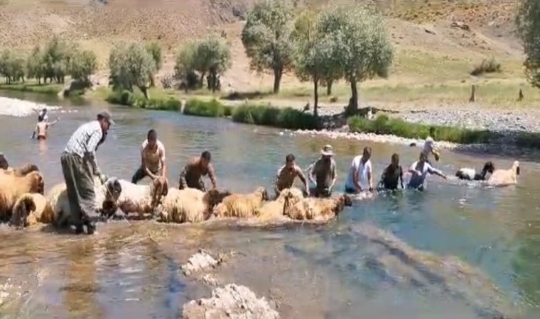 Siirtte yıllardır kuzu yıkama günü gerçekleştiriliyor