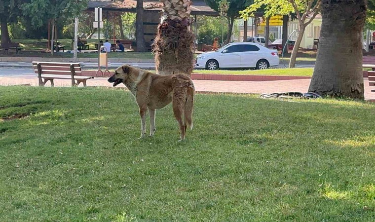 Siverekte kuduz vakası, bir kişi hastaneye kaldırıldı