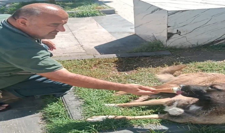 Sokak köpeği ikram edilen dondurmayı geri çevirmedi