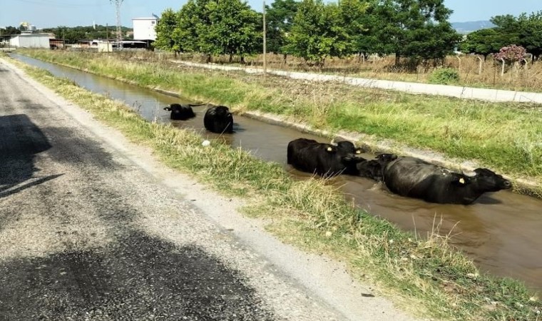 Sulama kanalına giren büyükbaş hayvanları itfaiye kurtardı