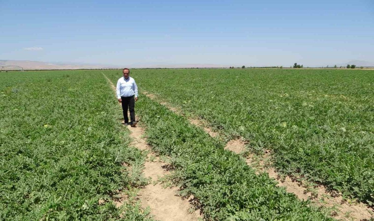 Sultansuyunda karpuz ve kavun hasadı için gün sayılıyor