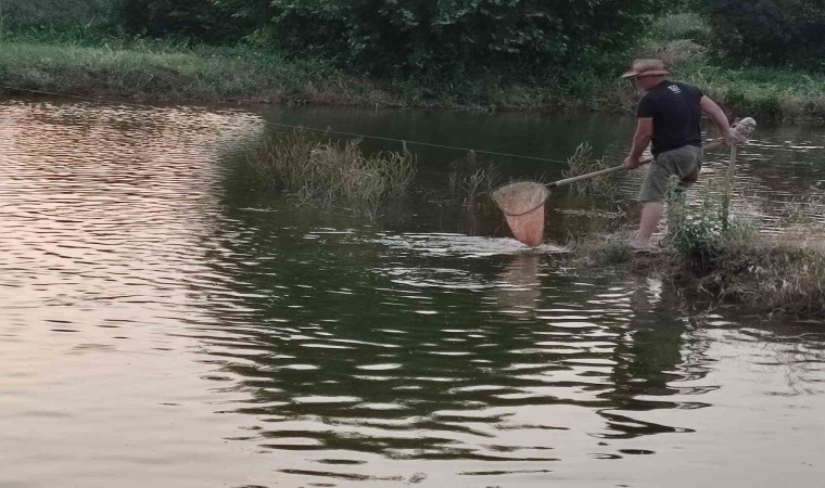 Tarlada 100 bin aynalı sazan üretimine başladı